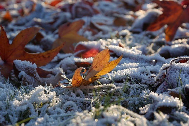 Free download nature wallpaper leaf winter wintry free picture to be edited with GIMP free online image editor