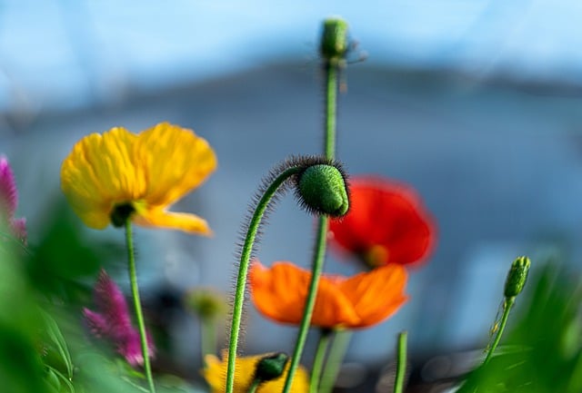 Free download nature wallpaper poppies free picture to be edited with GIMP free online image editor