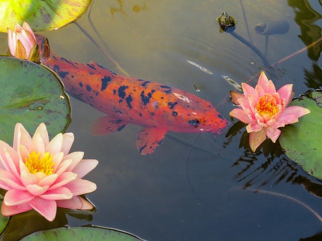 Free download nature water animal fish flower free picture to be edited with GIMP free online image editor