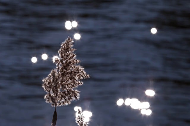 Free download nature water reed light botany free picture to be edited with GIMP free online image editor