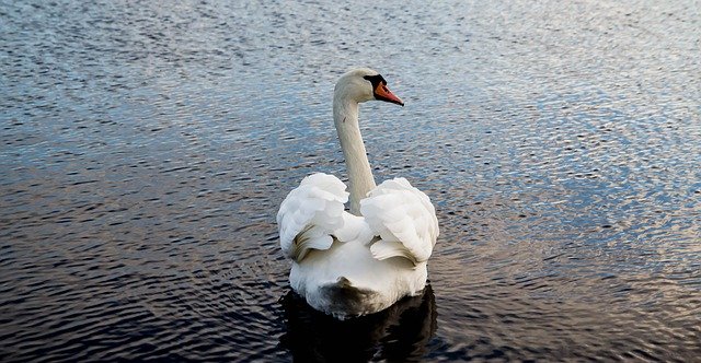 Free download Nature White Swan -  free photo or picture to be edited with GIMP online image editor