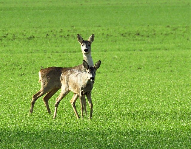 Free download Nature Wildlife Roe Deer -  free photo or picture to be edited with GIMP online image editor