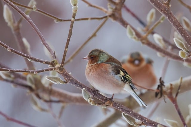 Free download nature winter bird chaffinch frost free picture to be edited with GIMP free online image editor