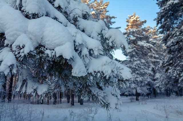 Free download Nature Winter Forest -  free photo or picture to be edited with GIMP online image editor