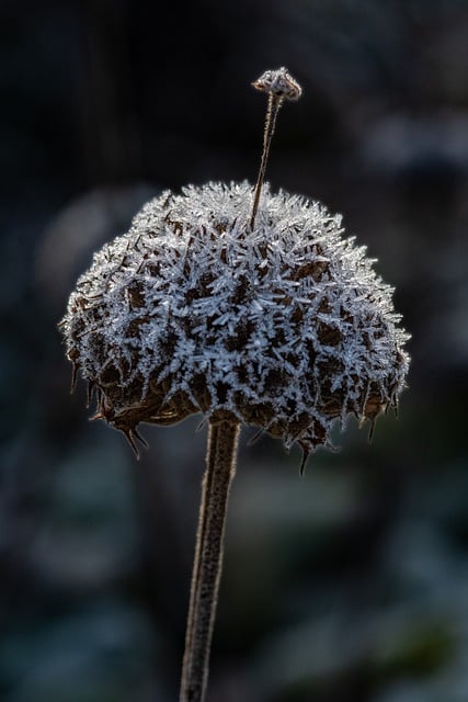 Free download nature winter snow frozen flower free picture to be edited with GIMP free online image editor