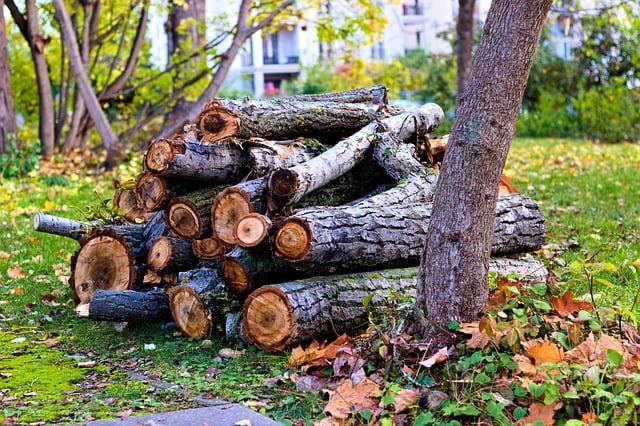 Free download nature wood pile of wood tree free picture to be edited with GIMP free online image editor