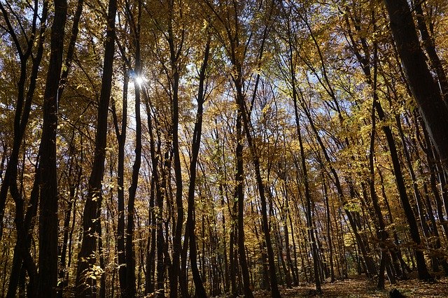 Free download Nature Woods Autumn -  free photo or picture to be edited with GIMP online image editor