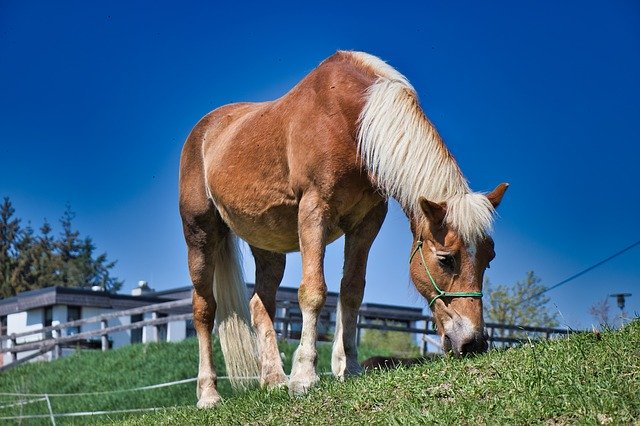 Free download Natur Pferd -  free photo or picture to be edited with GIMP online image editor