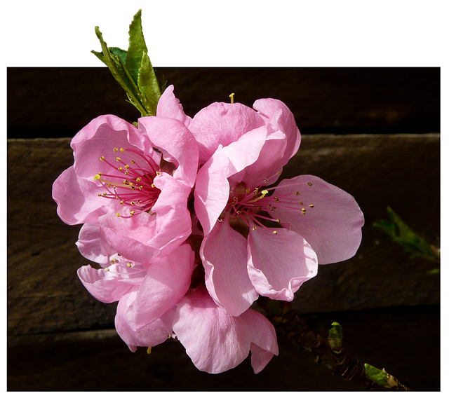 Free download Nectarine Blossom Bloom -  free illustration to be edited with GIMP free online image editor