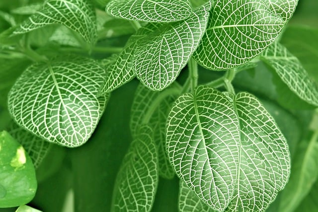 Free download nerve plant leaves patterned free picture to be edited with GIMP free online image editor