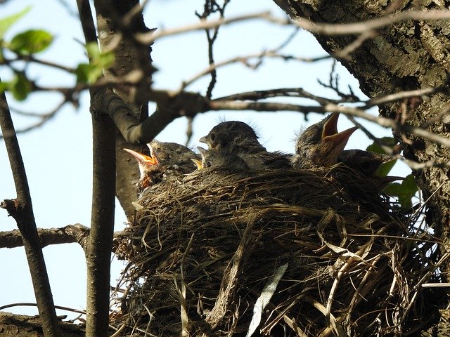 Free download Nest Baby Bird The -  free photo or picture to be edited with GIMP online image editor