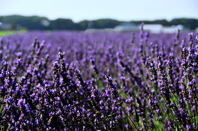 Free download Netherlands Holland Lavender -  free photo or picture to be edited with GIMP online image editor