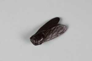 Free download Netsuke of Cicada free photo or picture to be edited with GIMP online image editor