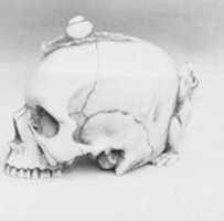 Free download Netsuke of Skull free photo or picture to be edited with GIMP online image editor