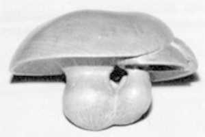 Free download Netsuke of Three Mushrooms free photo or picture to be edited with GIMP online image editor