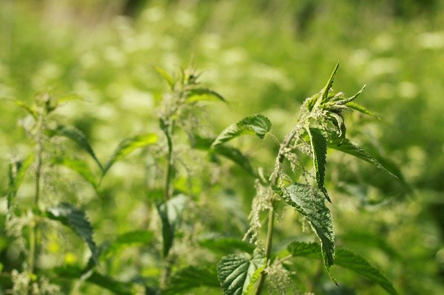 Free download Nettle Grass Summer Medicinal -  free photo or picture to be edited with GIMP online image editor