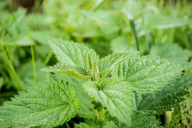 Free download nettle green pus nettle nature free picture to be edited with GIMP free online image editor