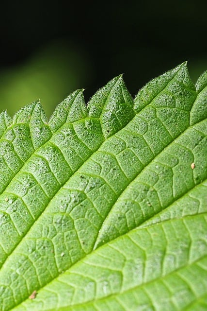 Free download nettle leaf botany macro green free picture to be edited with GIMP free online image editor