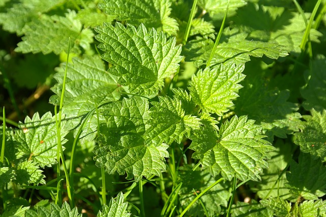 Free download nettle urtica urticaceae plant free picture to be edited with GIMP free online image editor