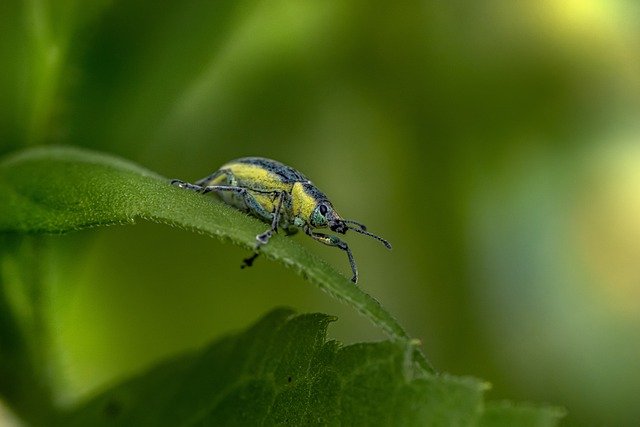 Free download nettle weevil insect nature animal free picture to be edited with GIMP free online image editor