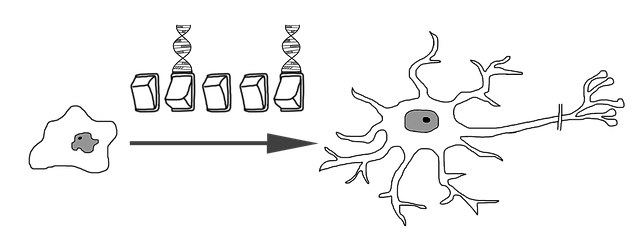 Free download Neuronal Differentiation Nerve -  free illustration to be edited with GIMP free online image editor