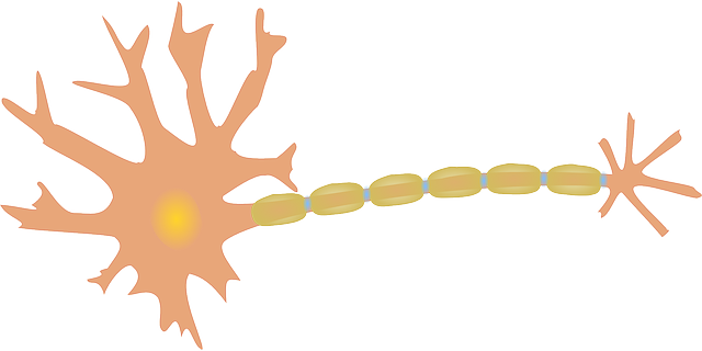 Free download Neuron Nerve Cell - Free vector graphic on Pixabay free illustration to be edited with GIMP free online image editor