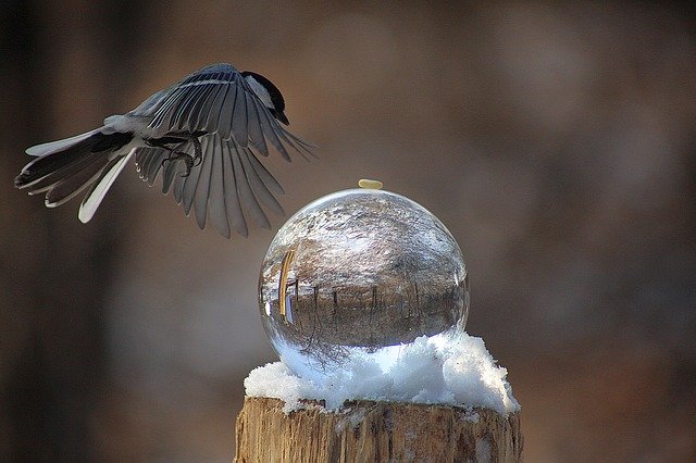 دانلود رایگان New Birds Landscape Photography - عکس یا عکس رایگان قابل ویرایش با ویرایشگر تصویر آنلاین GIMP