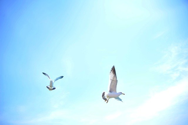 Free download new birds seagull animal nature free picture to be edited with GIMP free online image editor