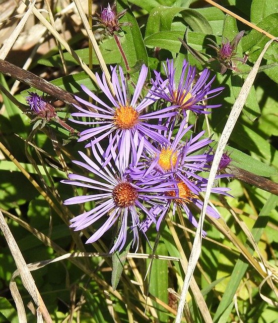 Free download New York Aster Symphyotrichum -  free photo or picture to be edited with GIMP online image editor