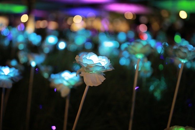 Free download Night View Flowers Amusement -  free photo or picture to be edited with GIMP online image editor