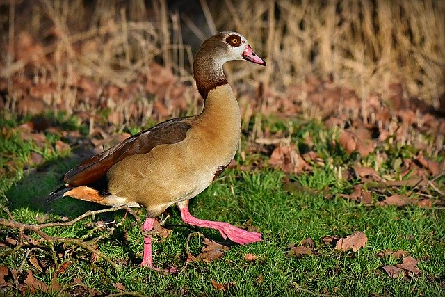 Free download Nile Goose Duck Water Bird -  free photo or picture to be edited with GIMP online image editor