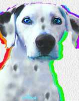 Free download Nixo, Dog,))! free photo or picture to be edited with GIMP online image editor