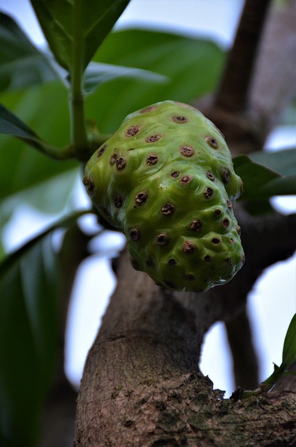 Free download noni nature fruit healthy tree free picture to be edited with GIMP free online image editor