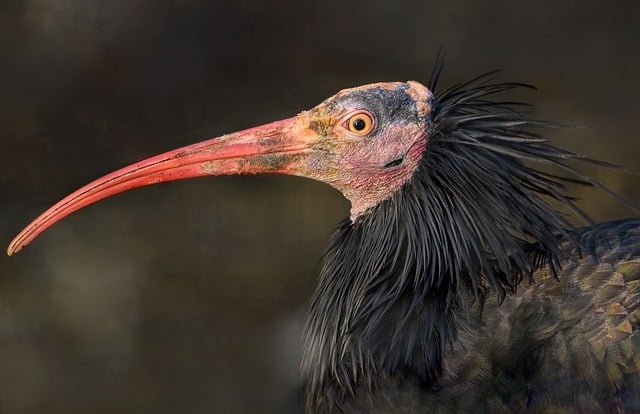 Free download northern bald ibis bird animal free picture to be edited with GIMP free online image editor