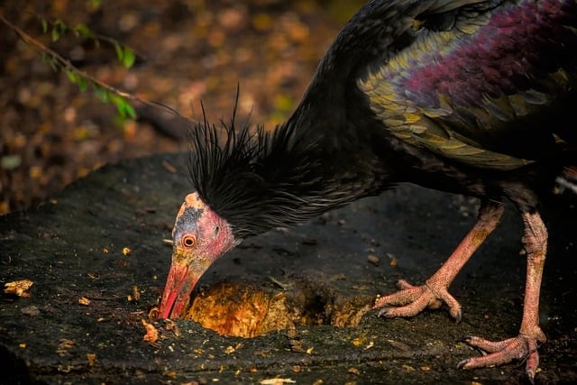 Free download northern bald ibis hermit ibis ibis free picture to be edited with GIMP free online image editor