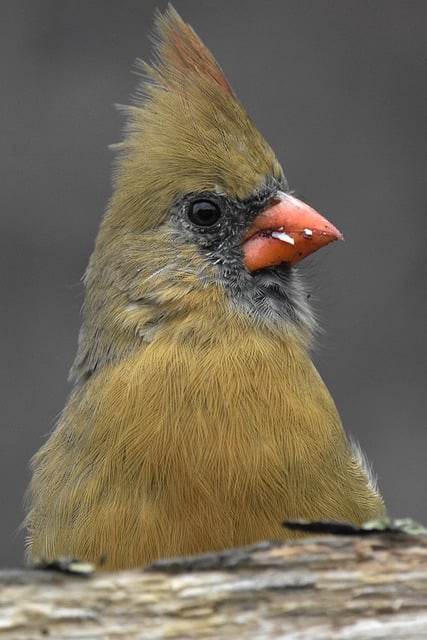 Free download northern cardinal bird avian free picture to be edited with GIMP free online image editor