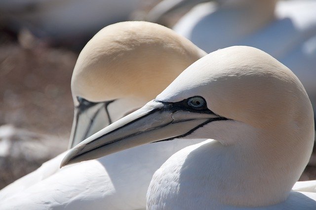 دانلود رایگان Northern Gannet Bird Seevogel - عکس یا تصویر رایگان قابل ویرایش با ویرایشگر تصویر آنلاین GIMP