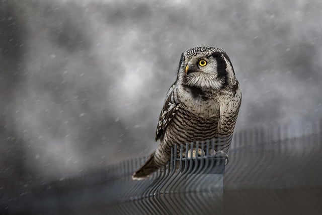 Free download northern hawk owl owl bird perched free picture to be edited with GIMP free online image editor