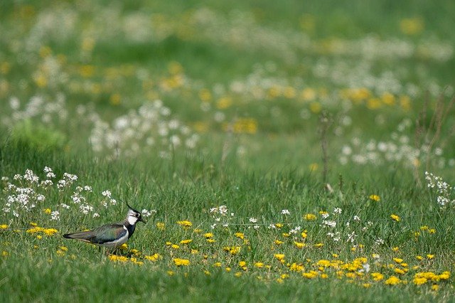 Free download Northern Lapwing Vanellus -  free photo or picture to be edited with GIMP online image editor