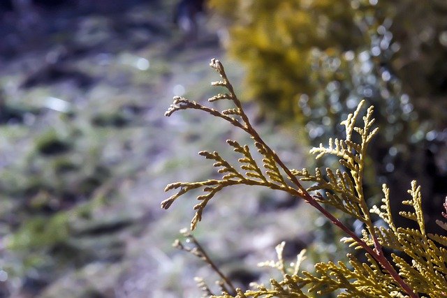 Free download northern white cedar branch tree free picture to be edited with GIMP free online image editor