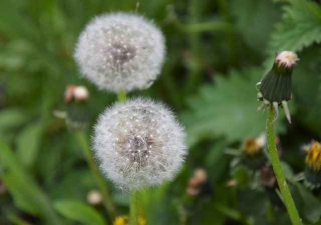 Free download Nuns Dandelion Plant -  free photo or picture to be edited with GIMP online image editor