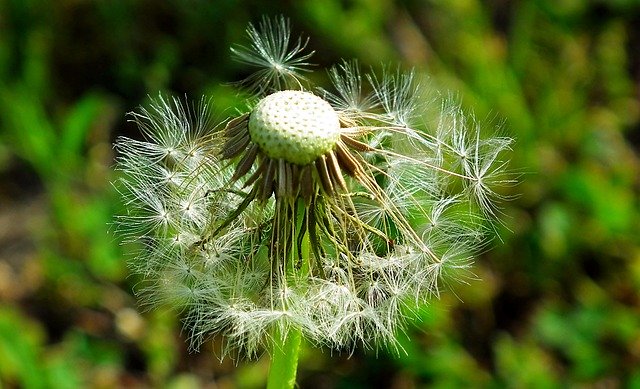 Free download Nuns Dandelion Spring -  free photo or picture to be edited with GIMP online image editor