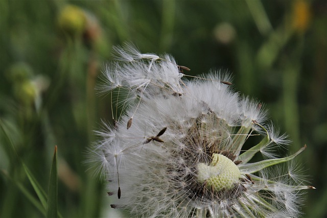 Free download nuns filigree dandelion together free picture to be edited with GIMP free online image editor