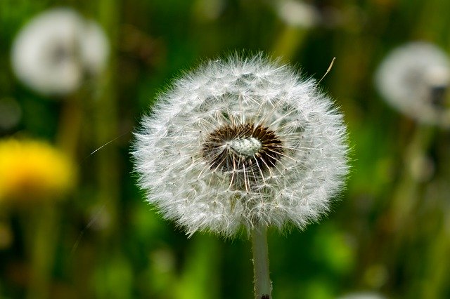 Free download Nuns Sonchus Oleraceus DoctorS -  free photo or picture to be edited with GIMP online image editor