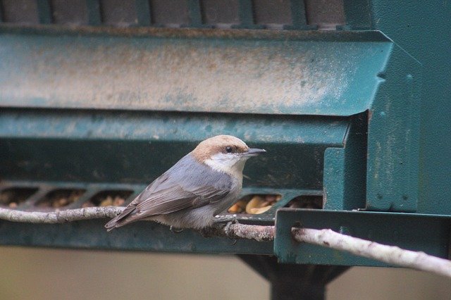 Free download Nuthatch Bird Bi -  free photo or picture to be edited with GIMP online image editor