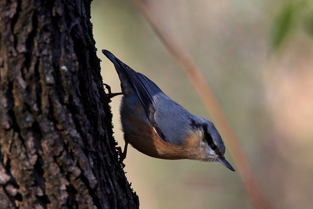 Free download nuthatch bird feathers nature free picture to be edited with GIMP free online image editor