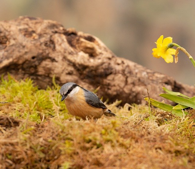 Free download nuthatch bird tree creeper daffodil free picture to be edited with GIMP free online image editor