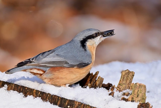 Free download nuthatch ornithology winter free picture to be edited with GIMP free online image editor