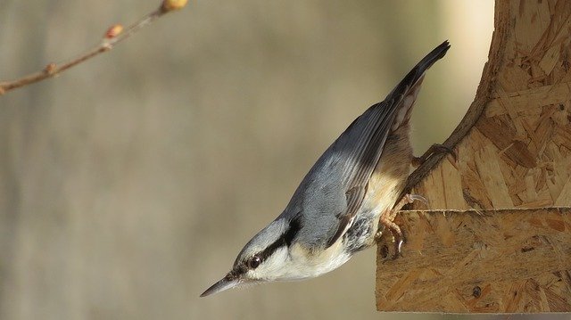 Free download Nuthatch Spring Feeder -  free photo or picture to be edited with GIMP online image editor