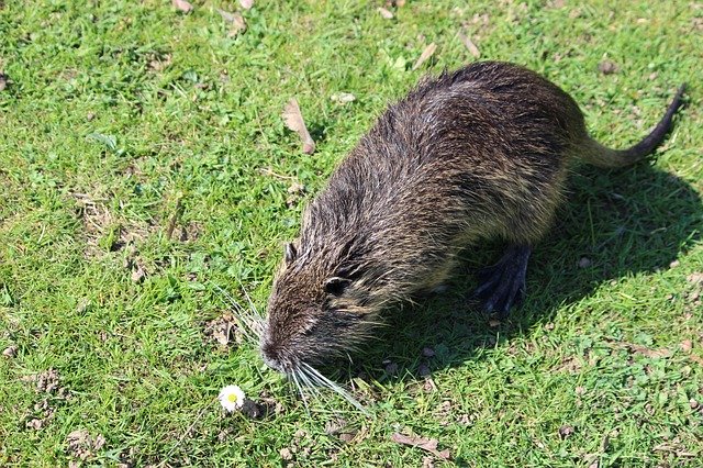 Free download Nutria Beaver Aquatic Animal -  free photo or picture to be edited with GIMP online image editor